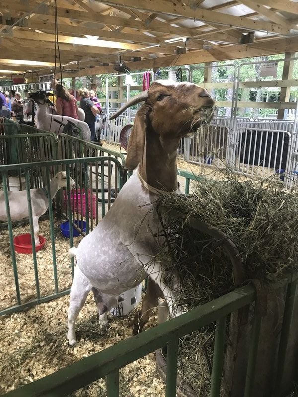 4-H Show starts week with community event, sheep show | Local News