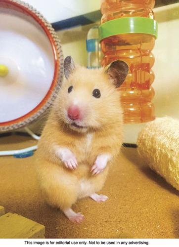 mouse