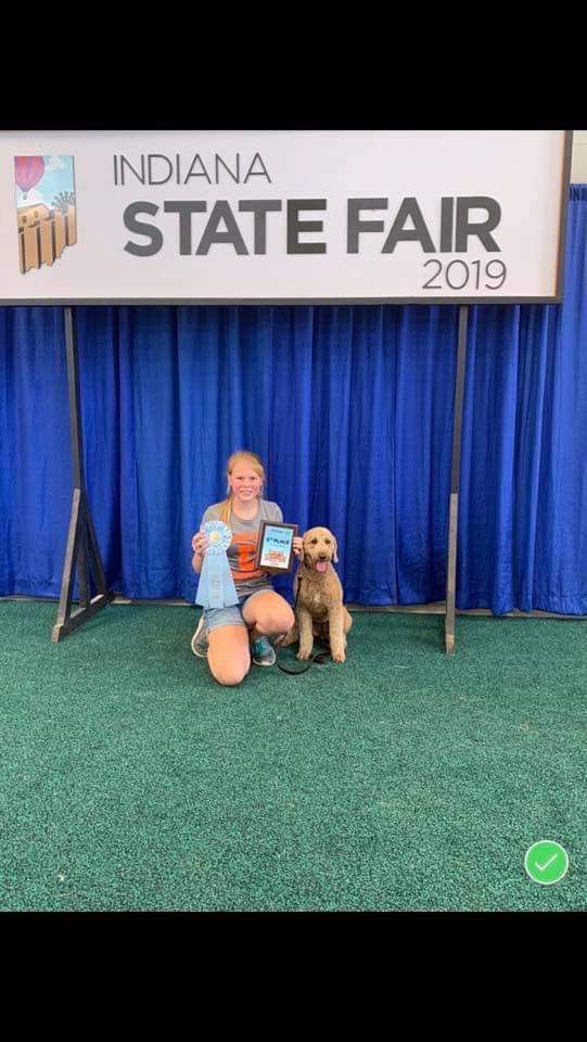 goldendoodle dog show