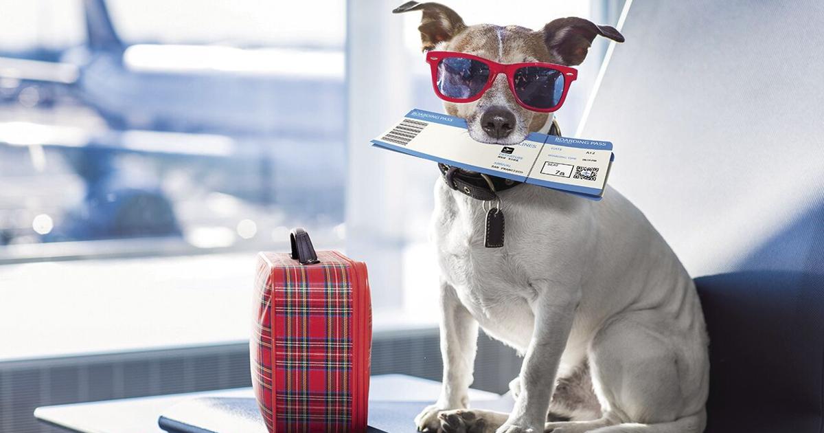 Tips and tricks for traveling with dogs | Lifestyles Tips and tricks for traveling with dogs | Lifestyles