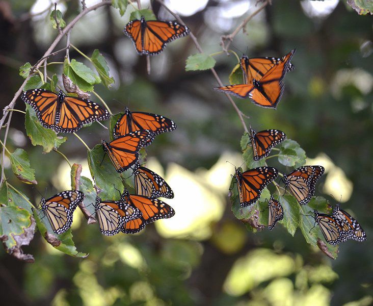 Wonderful sight Local News