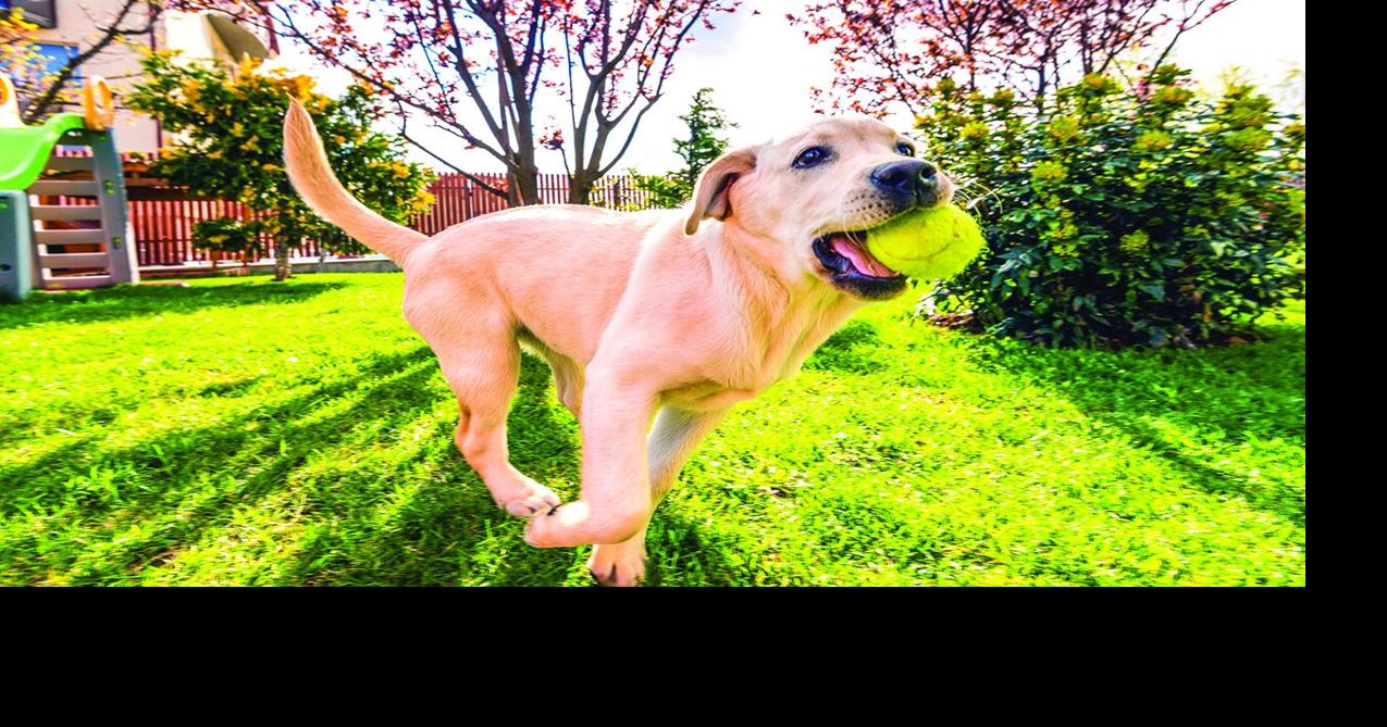 Potential threats to pet health in your own yard