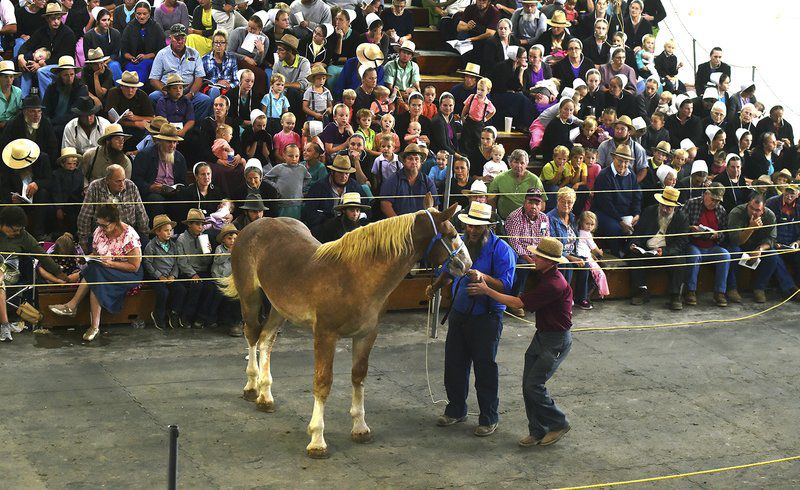 Annual Horse Sale Brings Thousands To Amish Country Local News