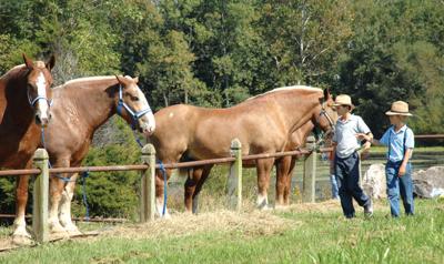 horse daviess dinky washtimesherald admired
