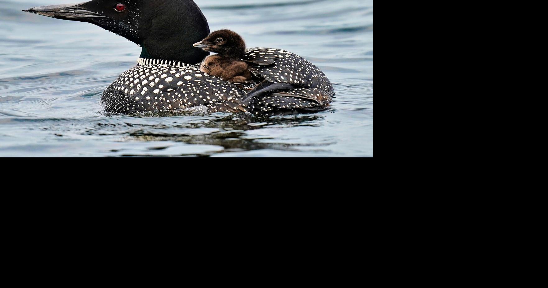 More loons are filling Maine's lakes with their ghostlike calls
