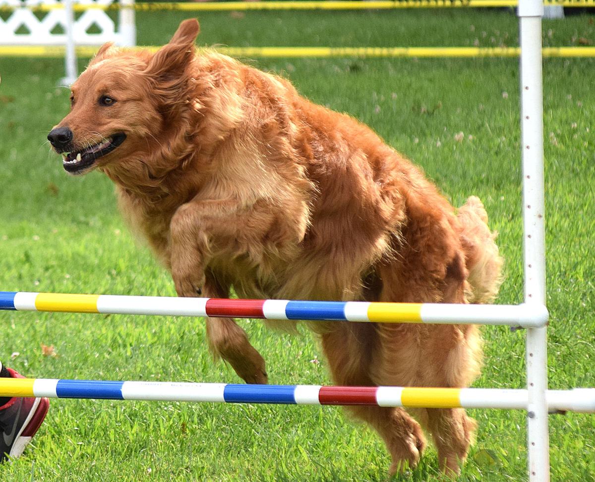 Dog Agility Competition at the Daviess County 4H Fair Gallery