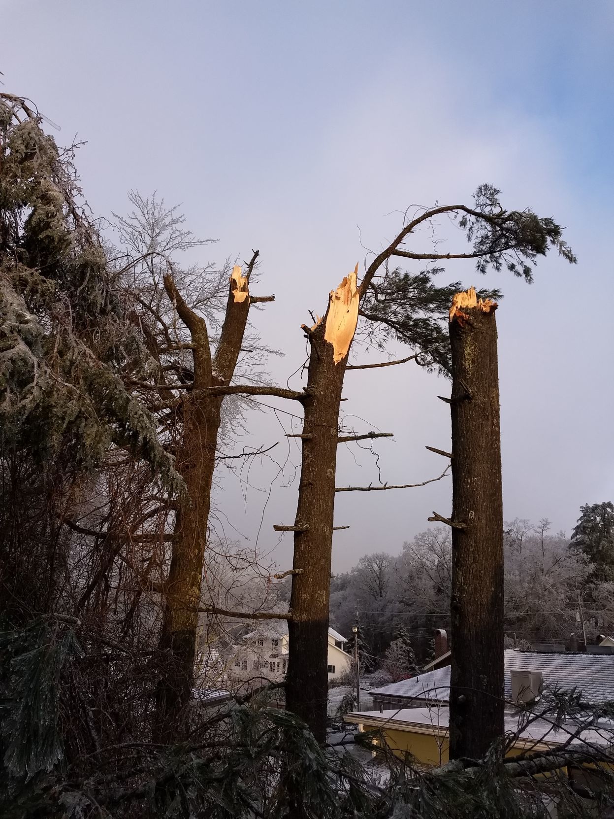 Large trees collapse into Blowing Rock Market Blowing Rocket