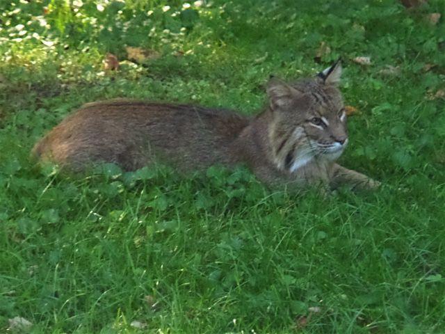 Bobcat Spotted And Photographed In Banner Elk Mountain Times