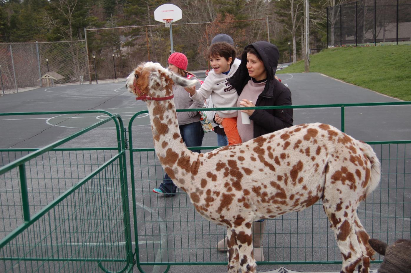 Petting zoo a hit at the Easter festival | Blowing Rocket ...