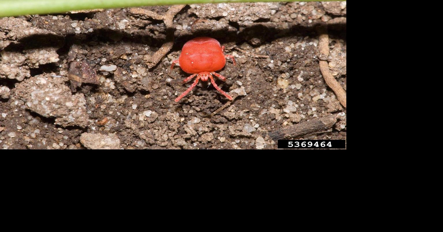 Wake Forest Baptist: Chiggers could cause red meat allergy | News ...