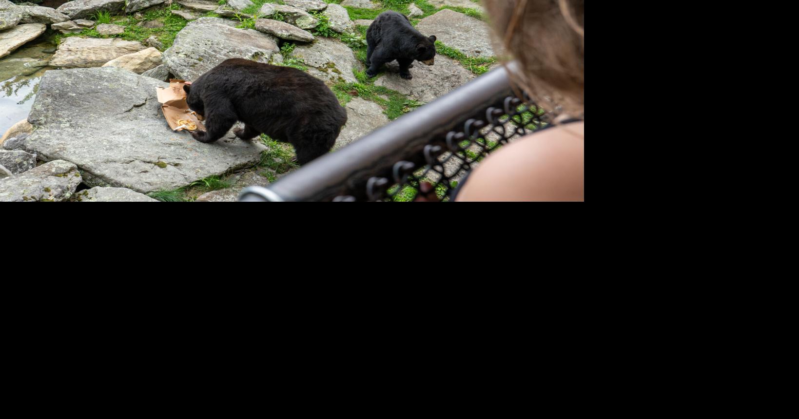 Read moreGrandfather Mountain to celebrate Animal Enrichment Day on July 29