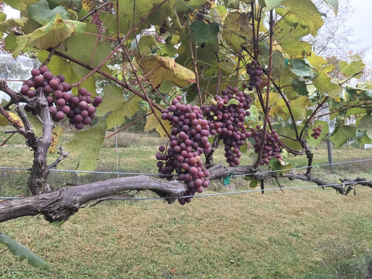 Vintner 2017 A Great Year For High Country Wines Main Street
