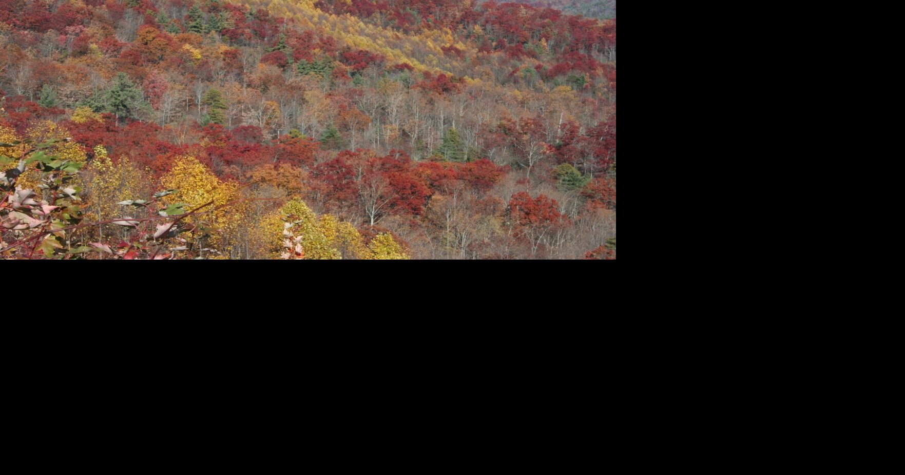 'Fall Color Guy' makes this season's predictions Mountain Times