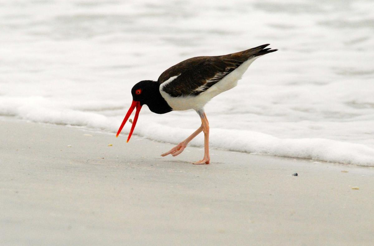 American Oystercatcher