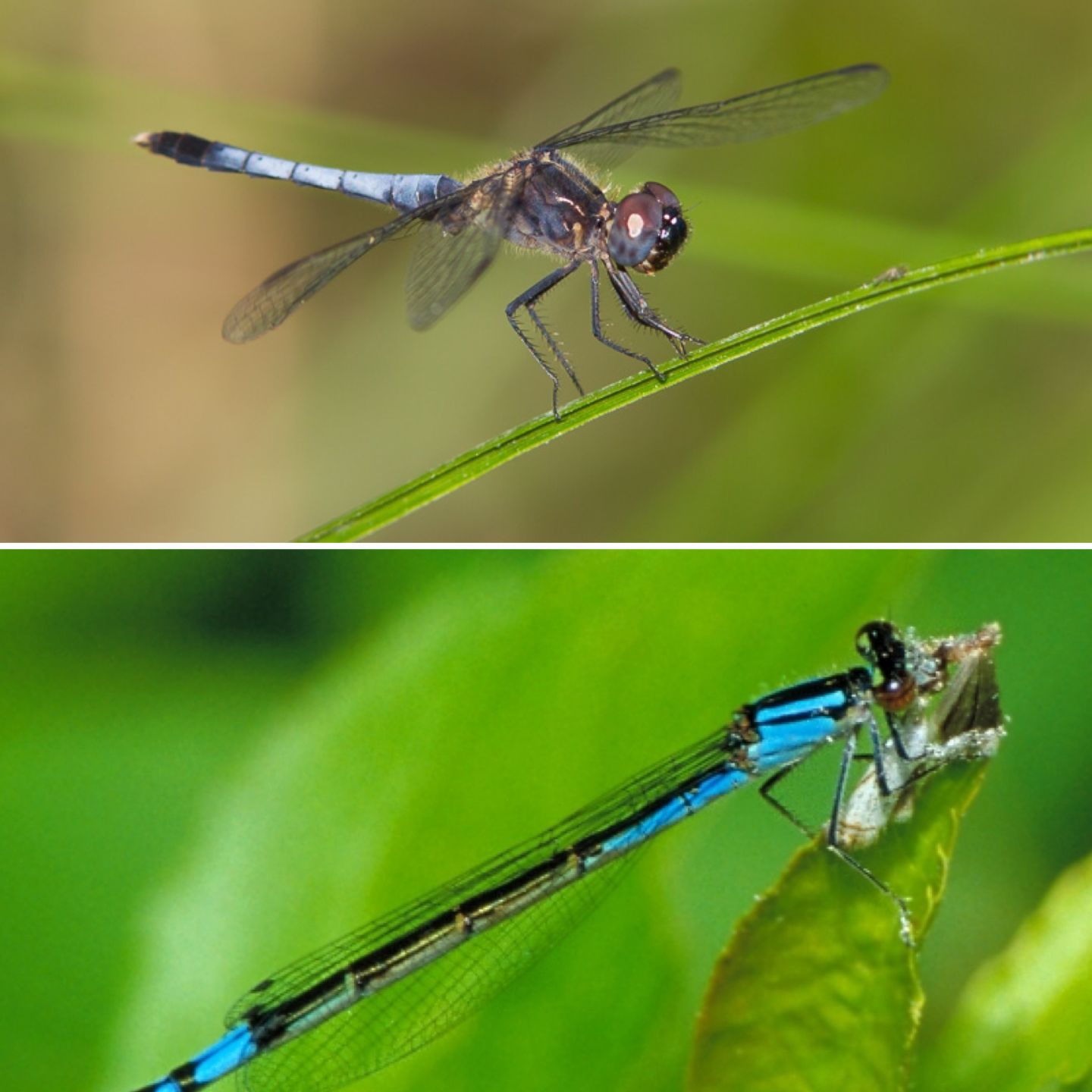 zorloo ztella vs dragonfly cobalt