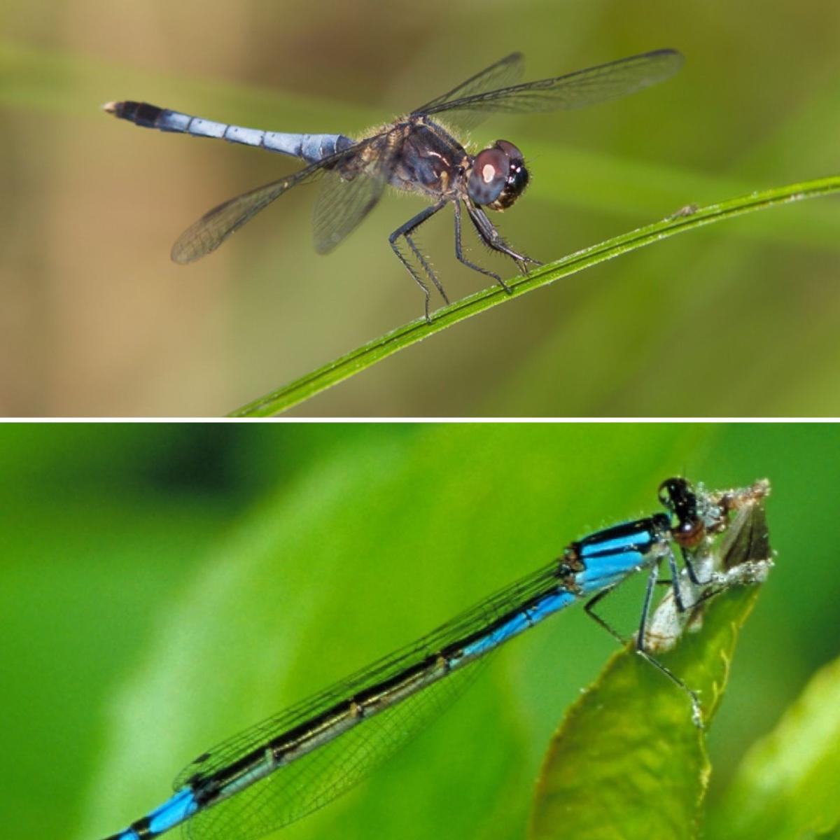 Dear Naturalist Damselflies and dragonflies Community
