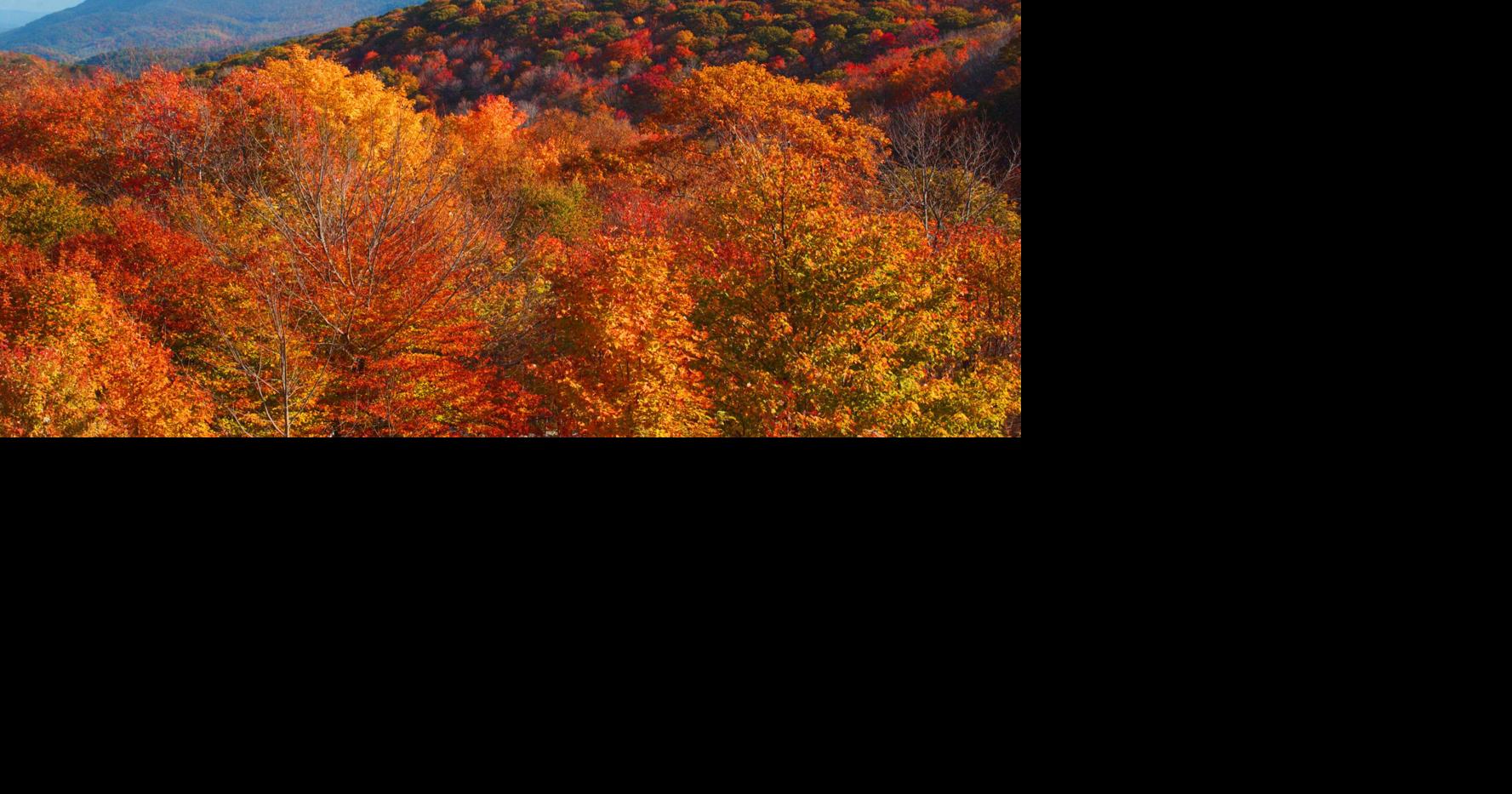'Fall Color Guy' speaks on history, science behind fall foliage colors