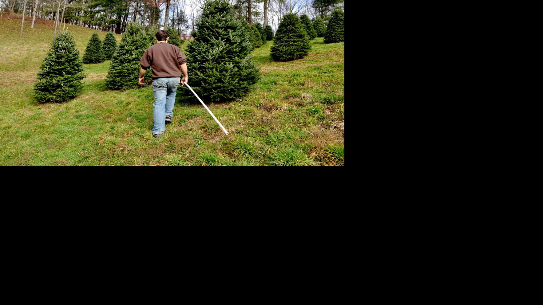 Choose And Cut Christmas Tree Sales Begin In Watauga County Community Events Wataugademocrat Com