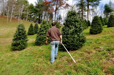Choose And Cut Christmas Tree Sales Have Begun In Watauga County Main Street Wataugademocrat Com
