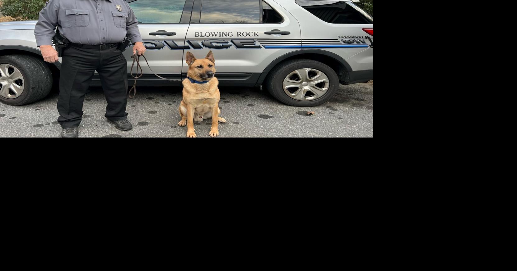 Blowing Rock Police Department welcomes first K-9 officer | Local News ...