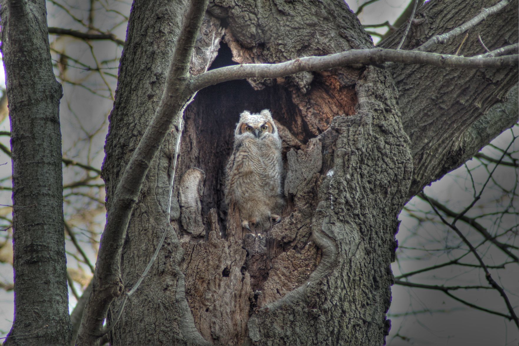 colgate goodnight owl