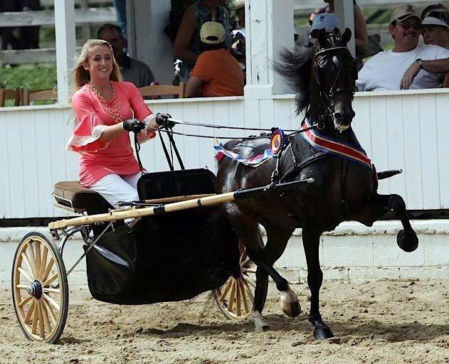 Saddlebreds return to Blowing Rock Charity Horse Show Community