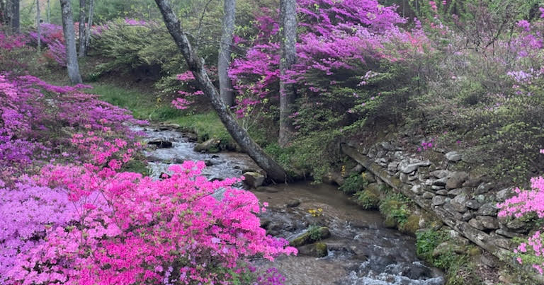 Spring in full bloom with beautiful azaleas | Community ...