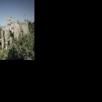 Global mohair supply flourishes in South Africa's desert