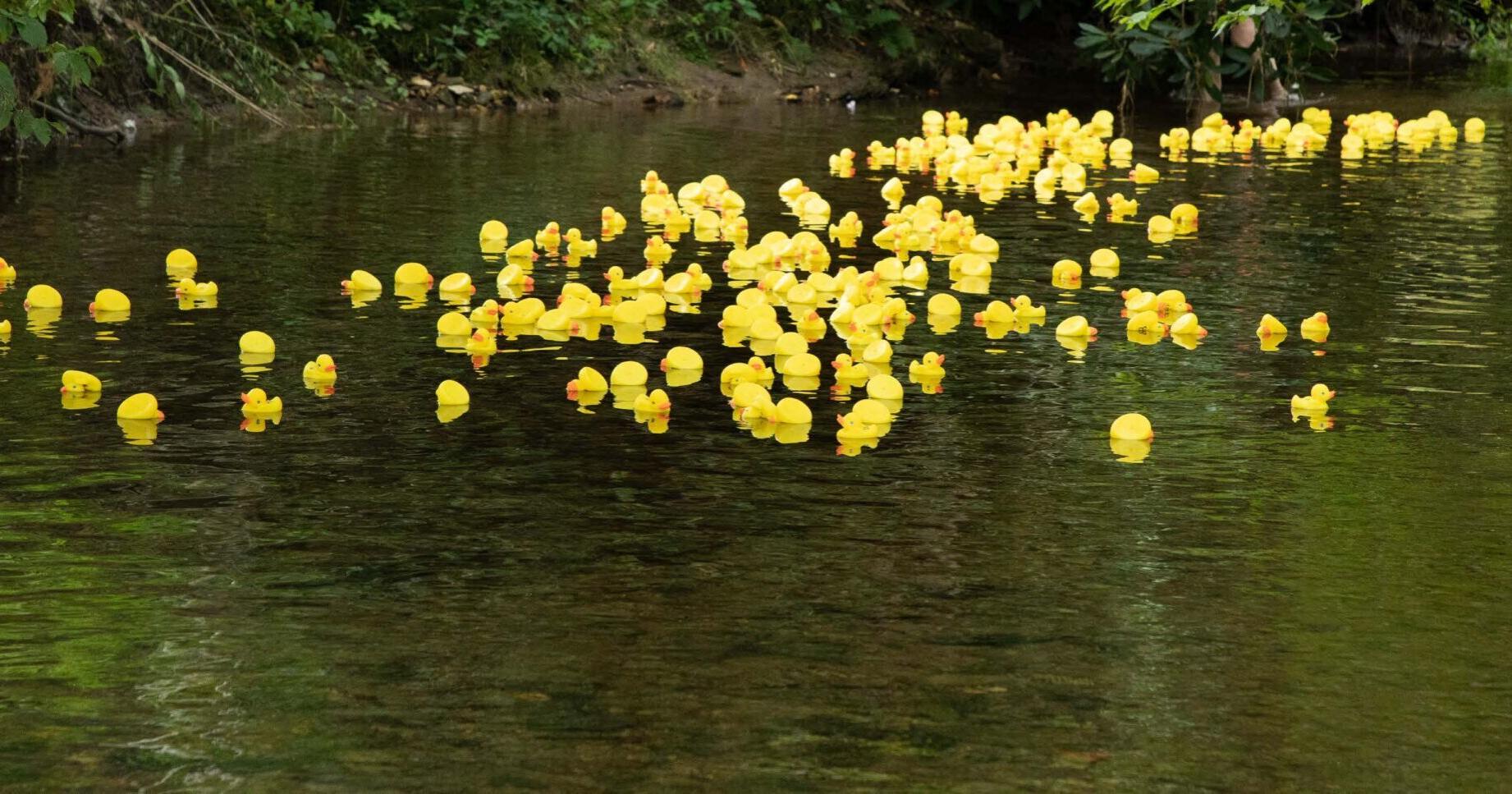Casting Bread announces Eighth Annual Ducky Regatta to increase food security - Vimarsana News