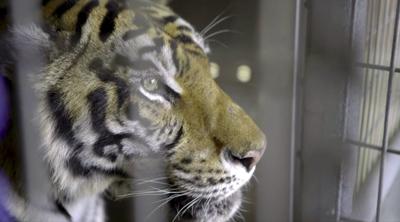 Samaritan S Purse Nabs Peta Award For Helping With Big Cat Rescue