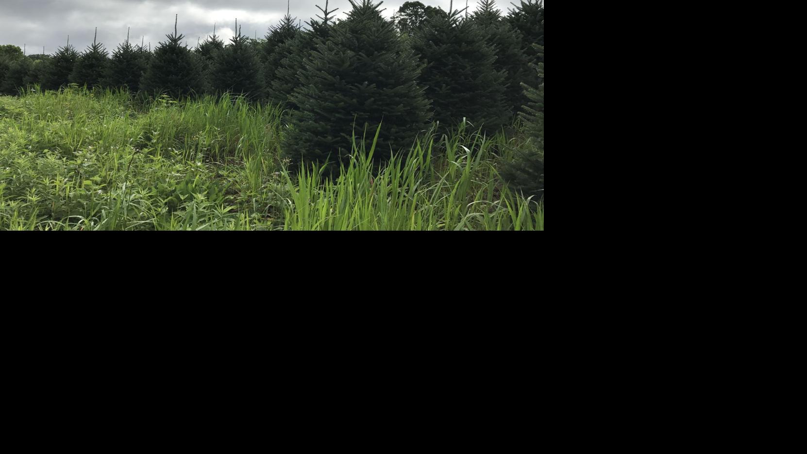 Ashe County My Home Town The Centerpieces Of The Christmas Season Wataugademocrat Com