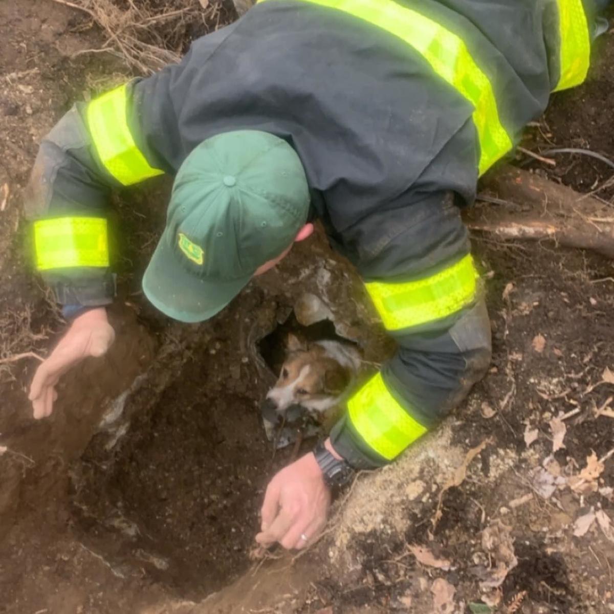 Banner Elk Fire Rescues Ginger From Drain Pipe Community