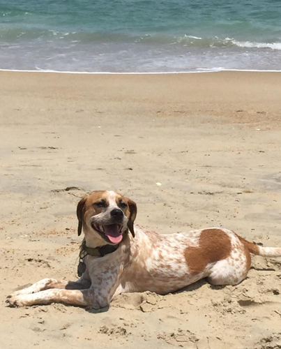 BooneDogs and the Dog Days of summer