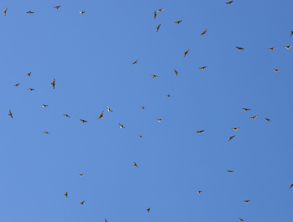 Grandfather Mountain presents Adult Field Courses Mountain Times