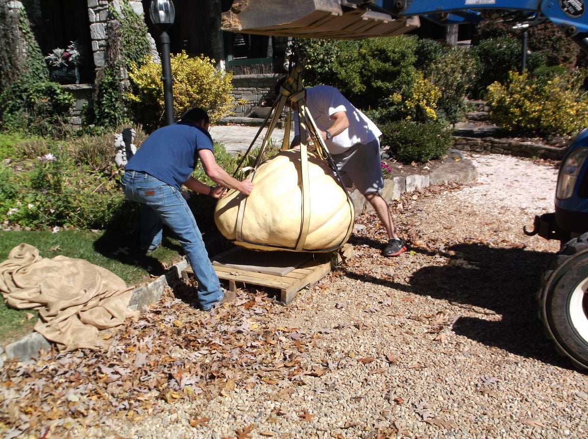 700 Pound Pumpkin On Display In Blowing Rock Blowing Rocket