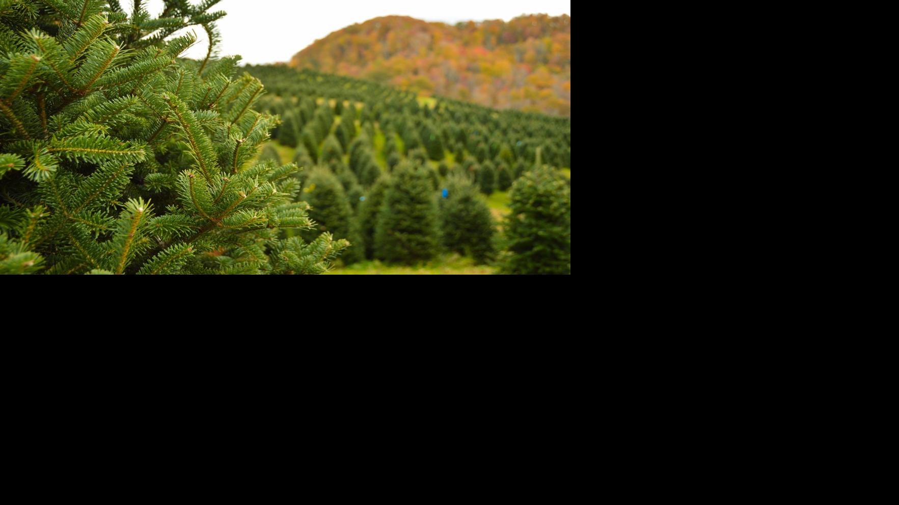 Christmas Tree Angels All About Women Magazine Wataugademocrat Com