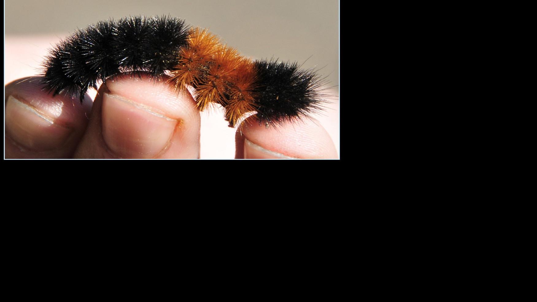Dear Naturalist Why do woolly worms come out in the fall? Community