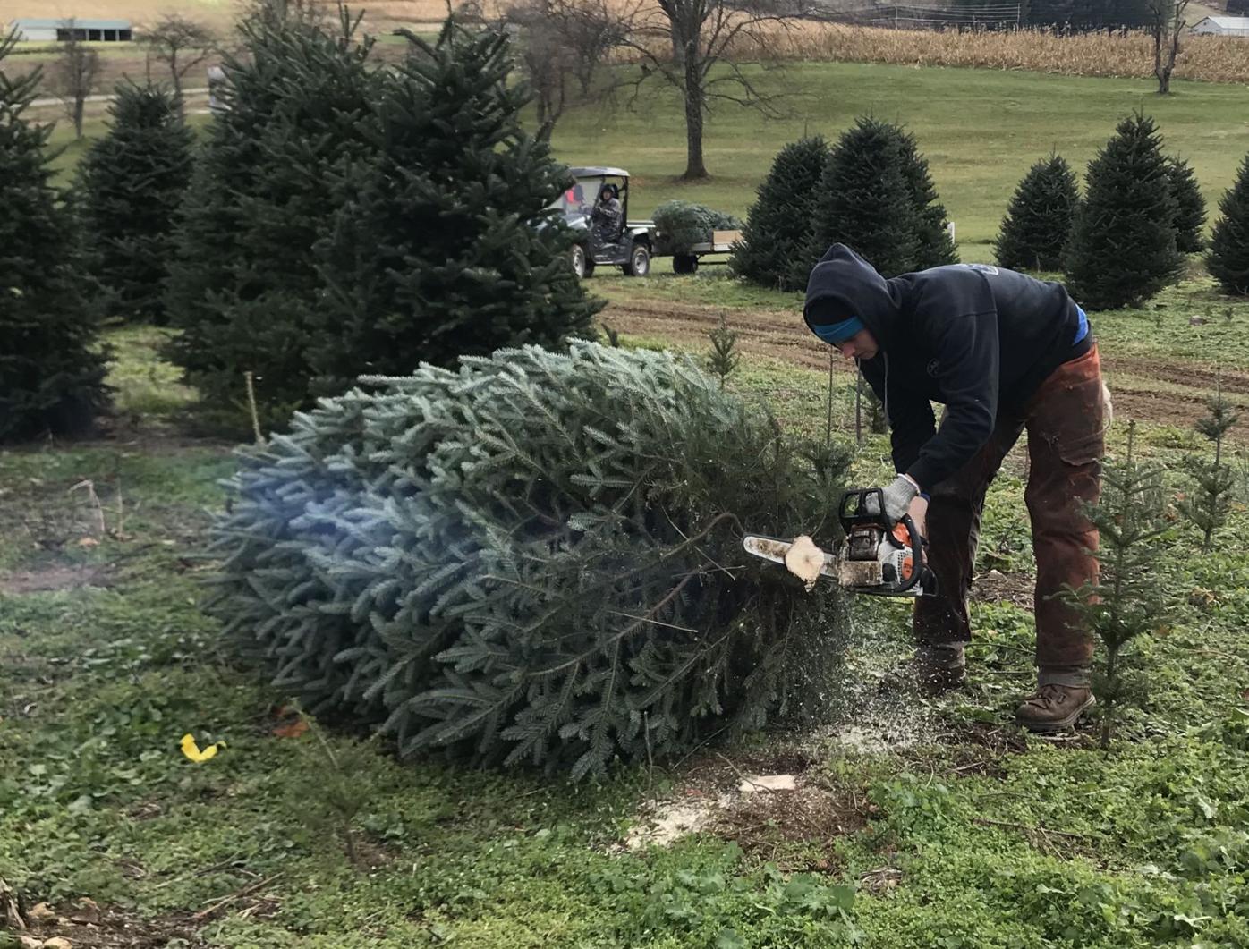Several Christmas Tree Farms Close Early Watauga Wataugademocrat Com