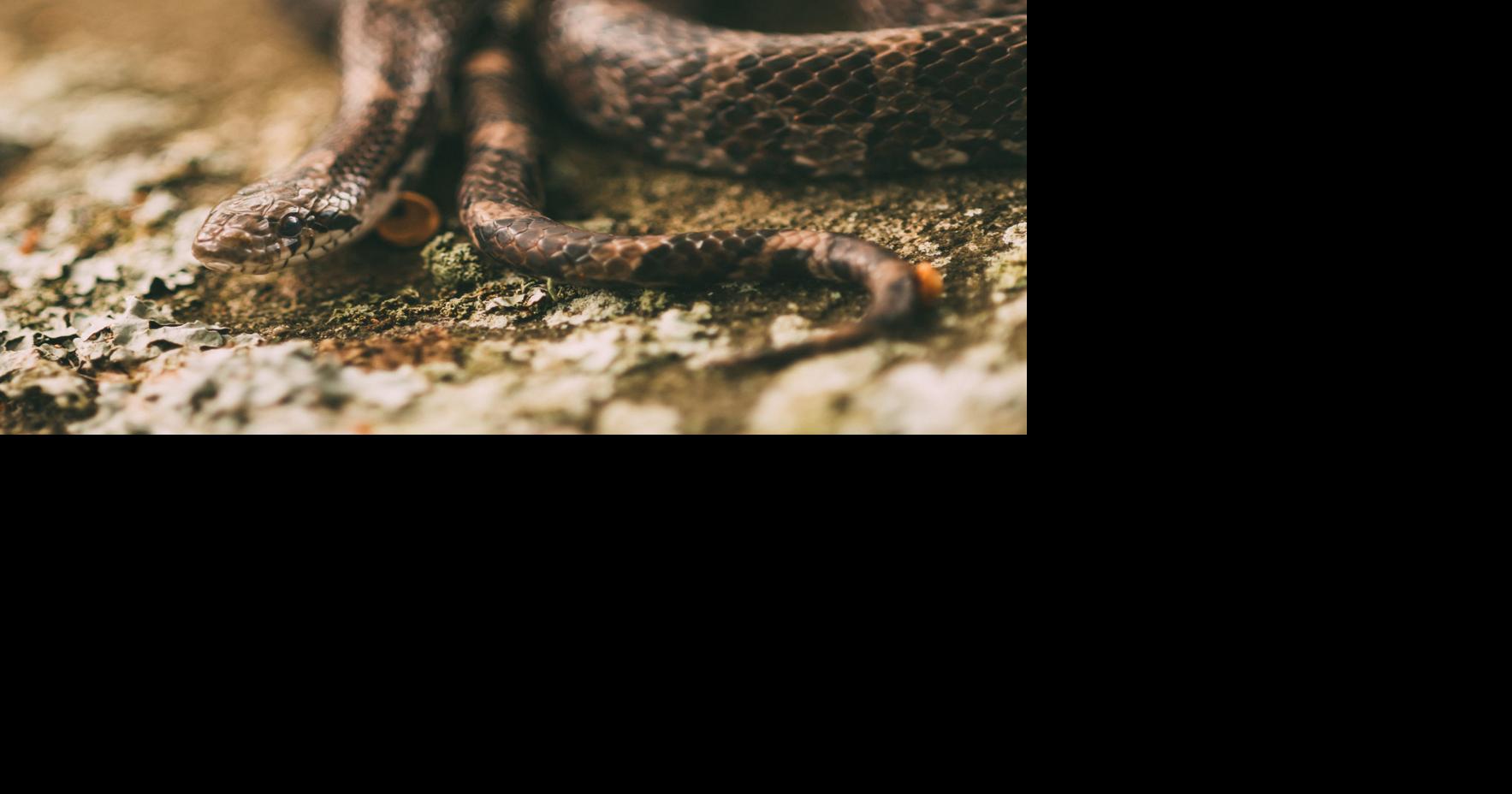 Dear Naturalist: Winter snakes? | Columns | wataugademocrat.com