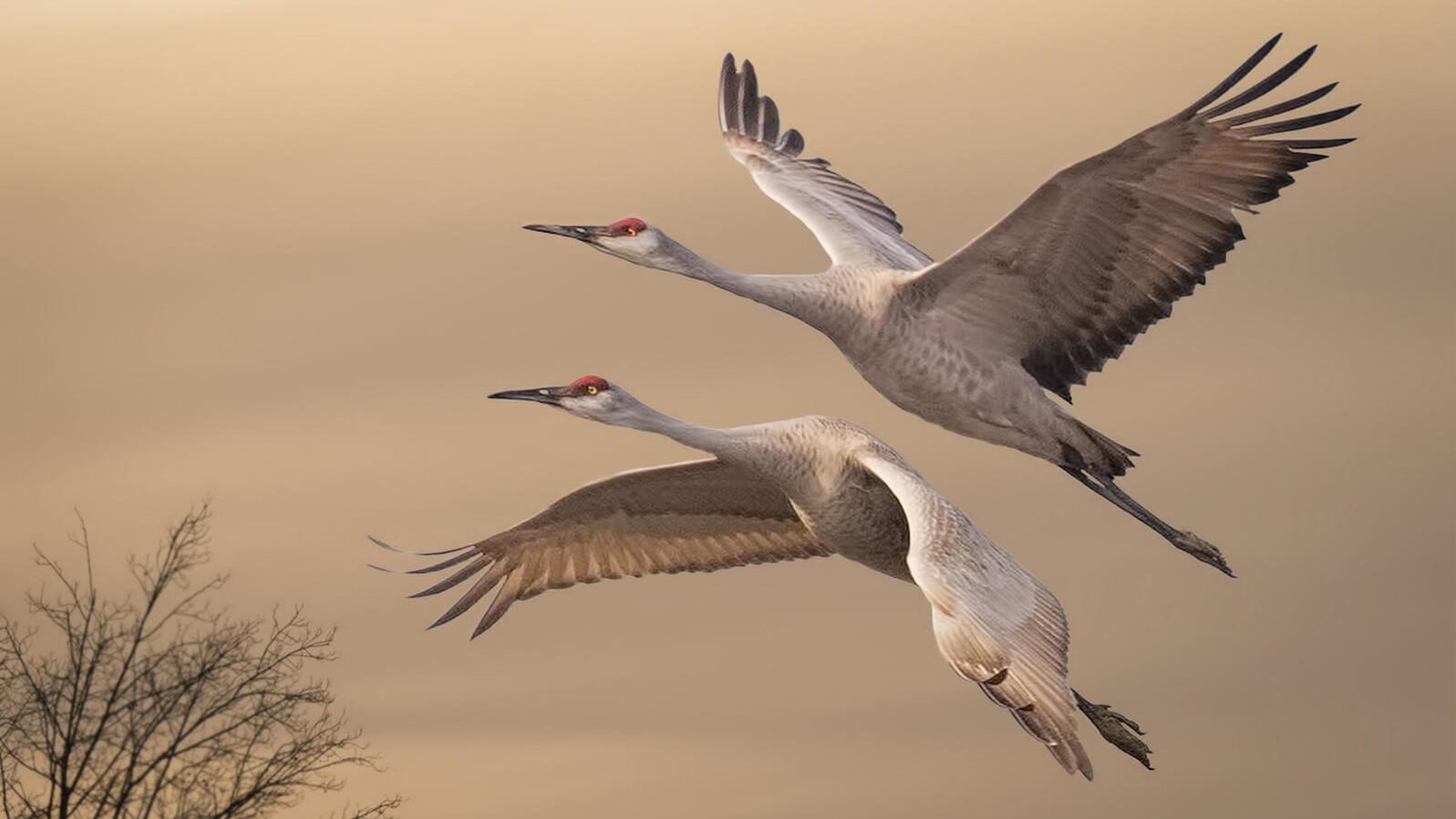 Audubon's Christmas bird count to continue in socially distanced format | News - Vimarsana News