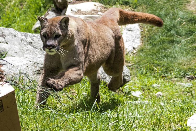Animal Birthday Bash At Grandfather Mountain Community Wataugademocrat Com