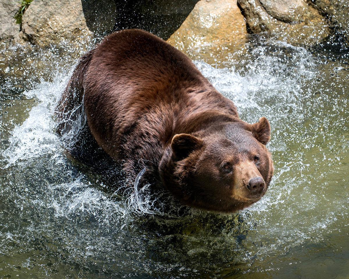Grandfather Mountain celebrates 'Dollar Days' in April Blowing Rocket