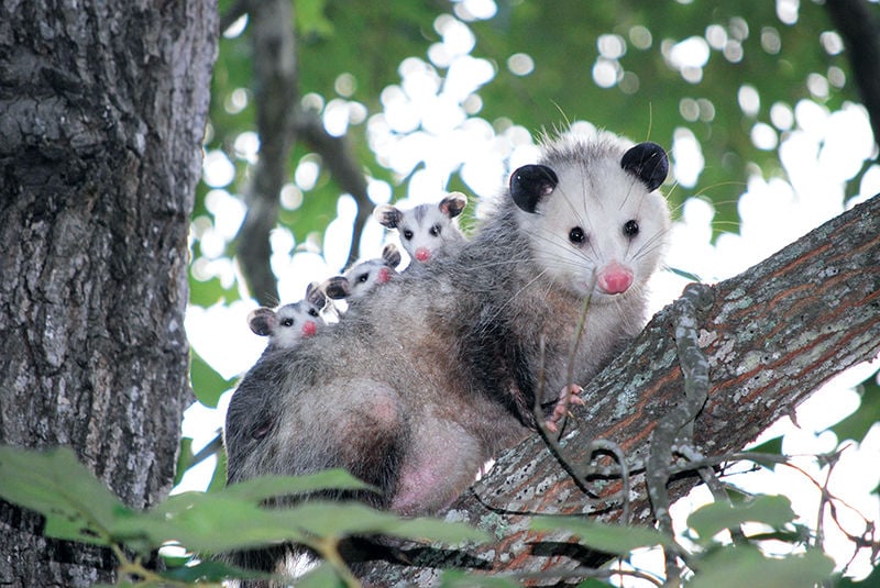 opossum skat