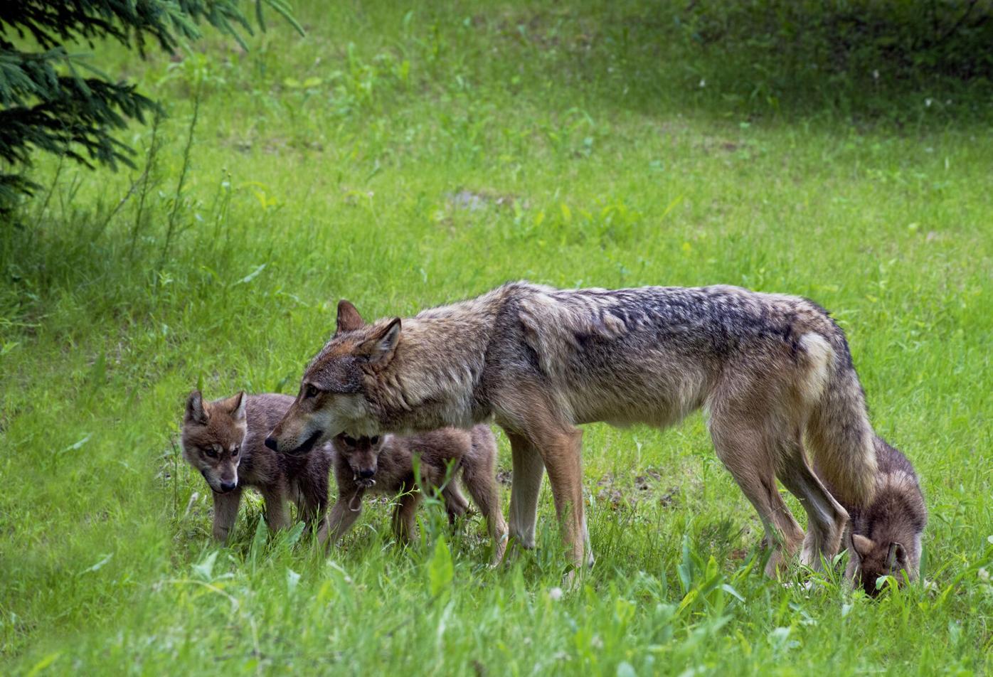 Coyotes Becoming A Common Sight In New Jersey…