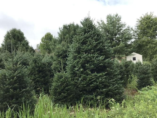 Demand high for area Christmas trees Mountain Times