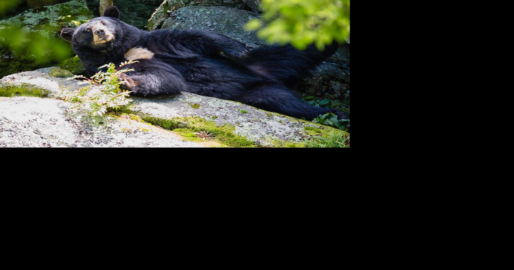 Read moreGrandfather Mountain mourns the loss of Yonnie the black bear