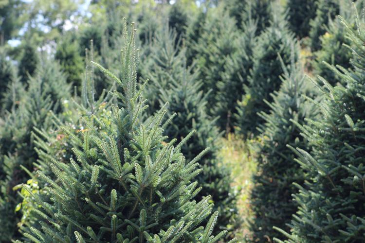 It's Fraser season Choose and cut farms ready to sell Christmas trees