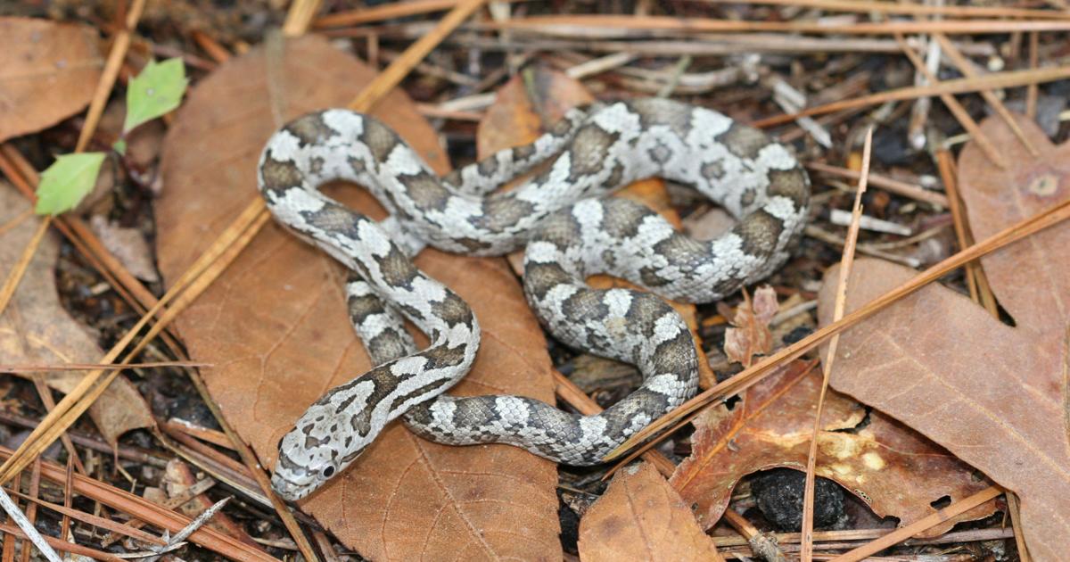 See a snake? Don't panic, WRC says | News | wataugademocrat.com