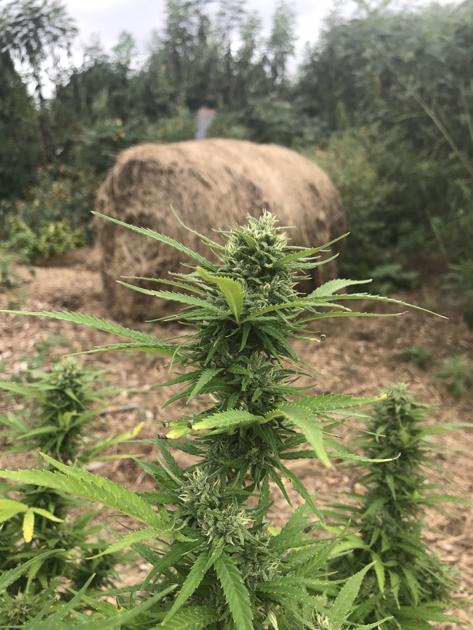 New Cash Crop High Country Opportunities Grow As Hemp Is Legalized 