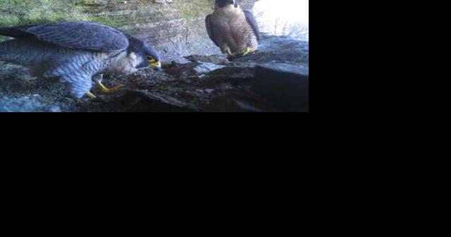 U.S. Forest Service announces protections for nesting peregrine falcons - Vimarsana News